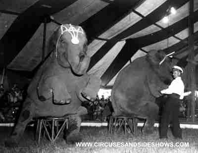 Matt Lauris with the Duke of Paducah Circus elephants