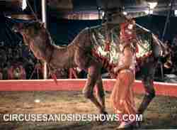 Franzen Bros Circus camel act