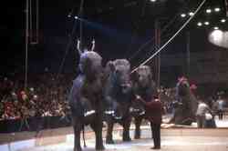 Bobby Gibbs performing elephants
