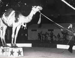 Bobby and Sudan, camel act