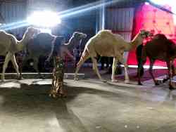 Performering camels