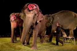 Armando Loyal with Kelly Miller Circus elephants