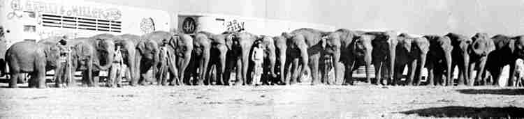 Kelly Miller Circus Elephants 1959