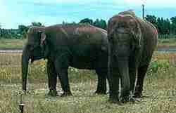 Lewis Bros Circus Elephants